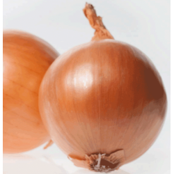 Cebula Rockito F1 250 tyś. nasion st